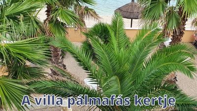 A villa pálmafás kertje